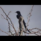 Ein Königsdrongo?
